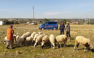 Didim Akyeniköy'de kaybolan 16 koyun bulundu 