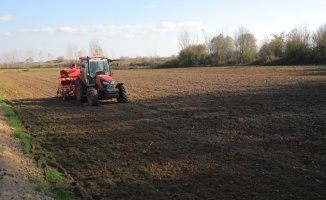 Edirne Belediyesi Cumhuriyet Çiftliği'ne yerli buğday tohumları ekildi