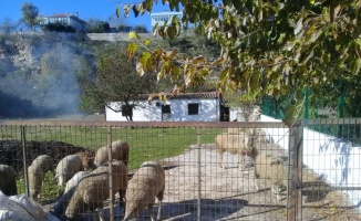Enez'de çalınan iki koyunun telef edildiği öne sürüldü