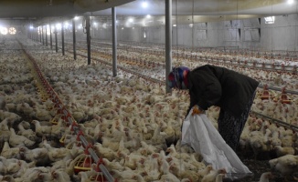 Eşi rahatsızlanan kadın tavuk çiftliğinin sorumluluğunu üstlendi