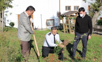 Ferizli'de hastane bahçesi hasta ve yakınları için ağaçlandırılıyor