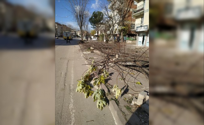 İnegöl Belediyesi ekipleri lodos nedeniyle ağaçlardan kopan dalları topladı
