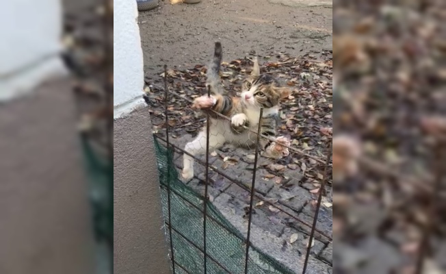 Kocaeli'de tel örgülerde mahsur kalan kedi yavrusu kurtarıldı
