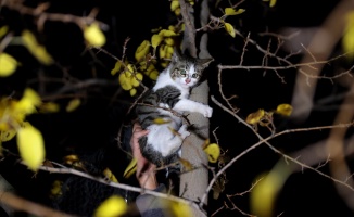 Mahsur kaldığı yerden itfaiyenin kurtardığı kediyi mahalleli sahiplendi