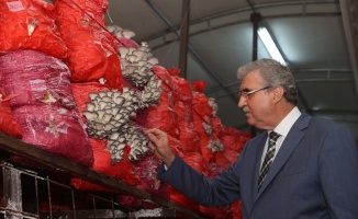 Sakarya'da belediye bünyesinde yılda 20 ton istiridye mantarı üretilecek