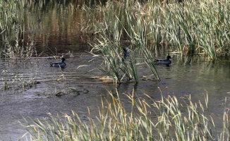 Taşkınları korumak için yapılan Kanal Edirne kuşlara yaşam alanı oldu
