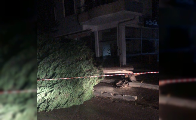 Yalova'da kuvvetli lodos nedeniyle ağaç devrildi