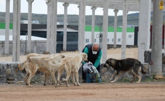 Gaziantep sokak hayvanlarını besliyor