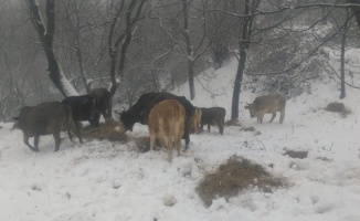 Manyas'ın yüksek kesimlerine mevsimin ilk karı yağdı