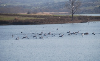 Pelikanlar Kocadere Göleti'nde güzel görüntüler oluşturdu