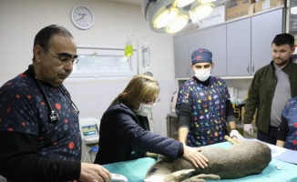 Gaziantep'te yaralanan karaca tedavi altına alındı 