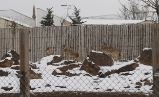 Kayseri Büyükşehir'in Hayvanat Bahçesi sakinleri karın keyfini çıkarıyor 