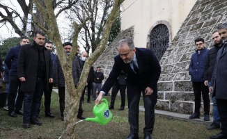 Bursa'da rivayet gerçek oldu... Türbenin önüne nar ağacı dikildi