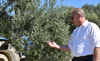 Didim Belediye Başkanı Atabay: "Zeytinime dokunma" 