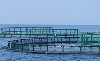 Didim'de balık çiftliklerini keşfi uzaktan yapıldı 