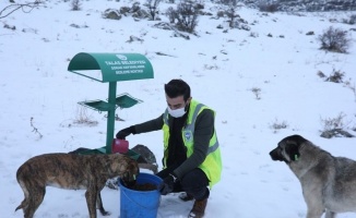 Kayseri Talas'ta sokak hayvanlarına yardım eli
