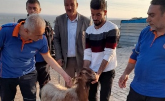 Adıyaman'da mahsur kalan keçi kurtarıldı 