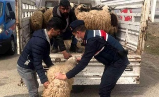 Elazığ'da kayıp hayvanları Jandarma buldu