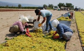 Manisa Büyükşehir’den üzüm üreticilerine ücretsiz 100 bin sepet