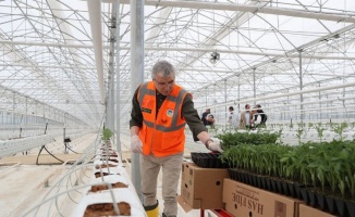 Sakarya Seracılık Mükemmeliyet Merkezi’nde 65 bin kök domates fidesi dikildi