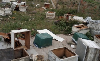 Bilecik’te ayılar arı kovanlarını parçaladı binlerce arı telef oldu