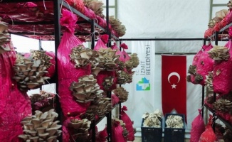Kocaeli İzmit Belediyesi, vatandaşları istiridye mantarı ile buluşturuyor