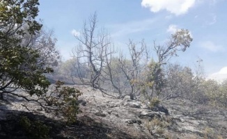 Bilecik Pazaryeri'nde orman yangını... 2 dekarlık alan zarar gördü