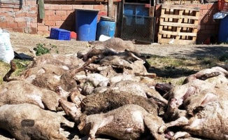 Bursa Mudanya kırsalında başıboş köpek saldırısı: 20 koyun telef oldu!