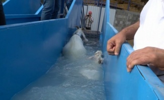 Bursa Mustafakemalpaşa'da koyunlara özel banyo