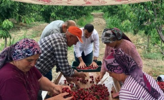 Edirne Enez'de 'Çeribaşı Kirazı'nda hasat zamanı
