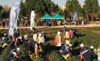 Kocaeli'de Sekapark organik tarıma geçiyor