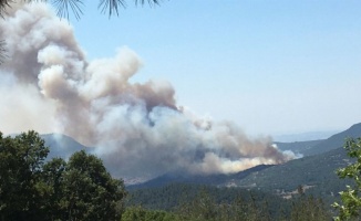 Balıkesir ve Aydın'daki orman yangınları kontrol altında