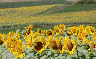 Kocaeli'de ayçiçeği tarlaları hasata hazır