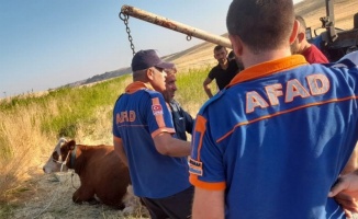 Adıyaman'da AFAD ekipleri kanala düşen ineği kurtardı