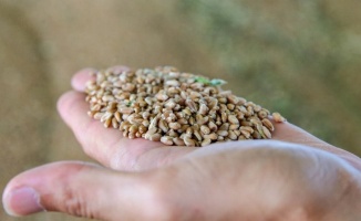 Kırsal kalkınma desteği tohum dağıtıcıları aracılığıyla yapılacak