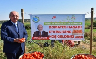 Malkara’da domates hasadı yapıldı