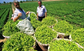 Ukrayna Tarım Heyeti Bursa Yenişehir Ovası'nda