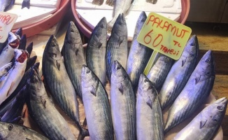 Bursa Mudanya'da balık tezgahlarında çeşitler arttı