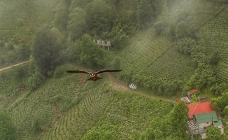 Artvin'de gökdoğan drone tarafından görüntülendi