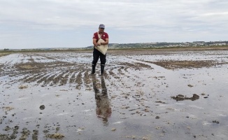 İpsala'da çeltik ekimi tamamlanıyor... Pirinç ihtiyacının yüzde 41'ini karşılayacak