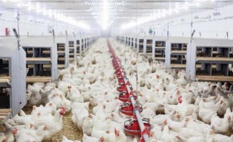 Tavuk yumurtası üretimi yüzde 3,6 arttı
