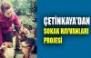  Çetinkaya'dan sokak hayvanları projesi