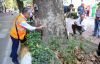  Devrilme riski yüksek çınar ağacı kesilecek