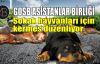 Gosb Asistanlar Birliği sokak hayvanları için kermes düzenliyor