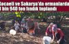  Kocaeli ve Sakarya'da ormanlardan 3 bin 940 ton fındık toplandı
