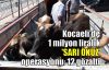 Kocaeli'de 1 milyon liralık 'Sarı Öküz' operasyonu: 12 gözaltı