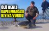  Ölü deniz kaplumbağası kıyıya vurdu
