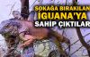  Sokağa bırakılan iguanaya Ormanya sahip çıktı