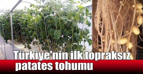  Türkiye'nin ilk topraksız patates tohumu