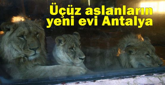 Üçüz aslanların yeni evi Antalya